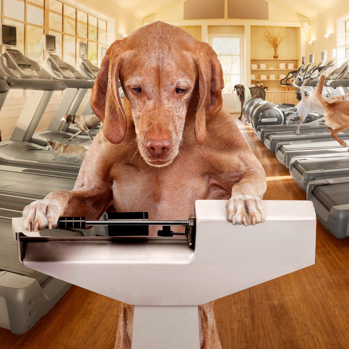 Fromm Gold Dog Dry Gold Coast GF Weight Management | Kanu Pet