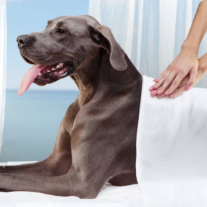 Fromm Gold Dog Dry Large Breed | Kanu Pet