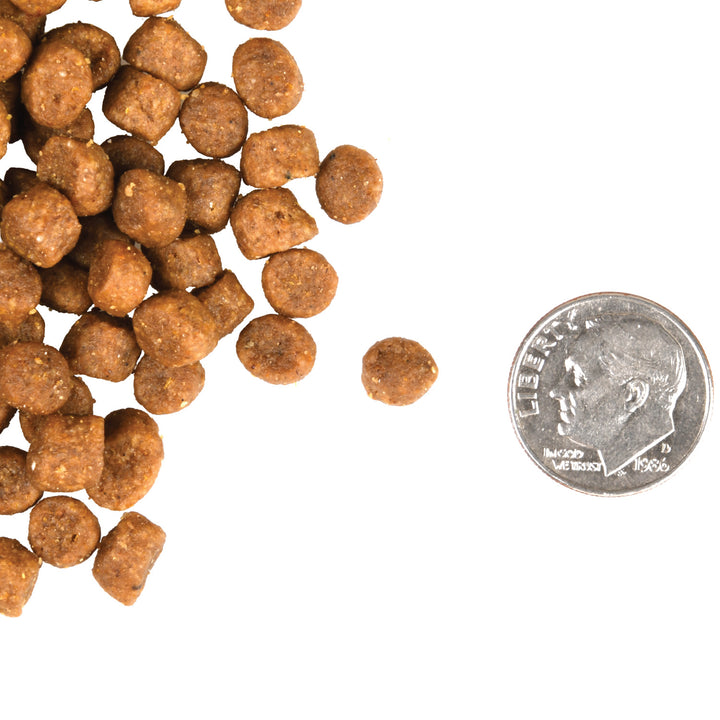 Fromm Gold Cat Dry Kitten | Kanu Pet