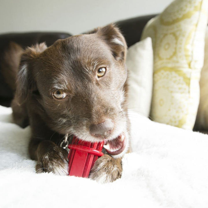Kong Dental Stick Dog Toy | Kanu Pet