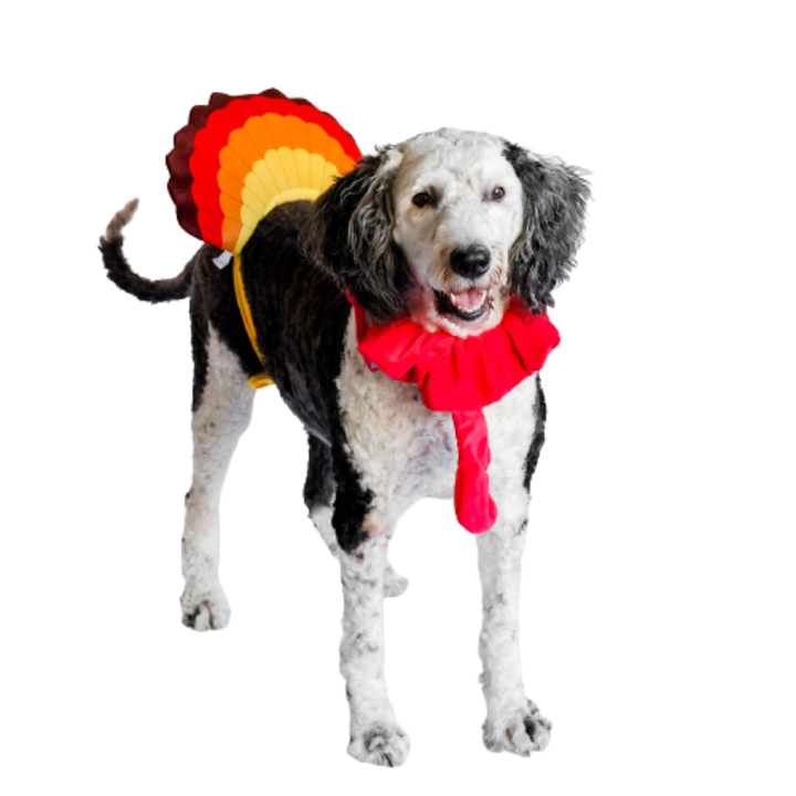 Midlee Designs Midlee Turkey Beard & Tail Thanksgiving Costume | Kanu Pets