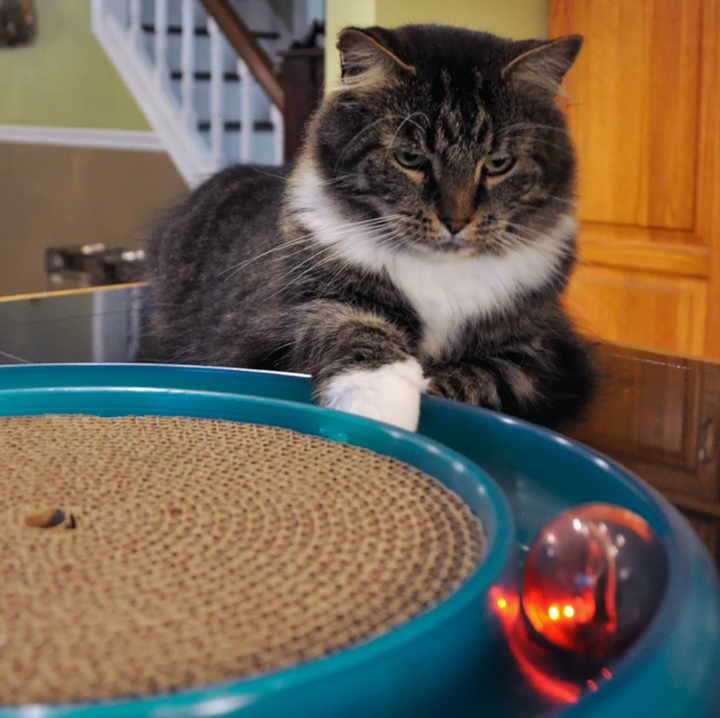 Coastal Bergan Star Chaser Turbo Scratcher Cat Toy | Kanu Pet