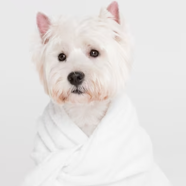 Anna Gland Expression Service | Kanu Pet