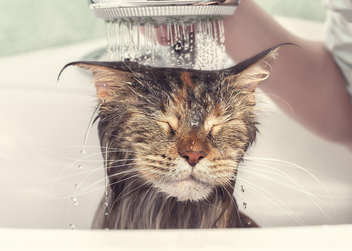 Cat Special or Medicated Bath