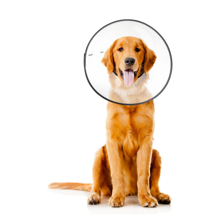 ZenPet Plastic E-Collar Large