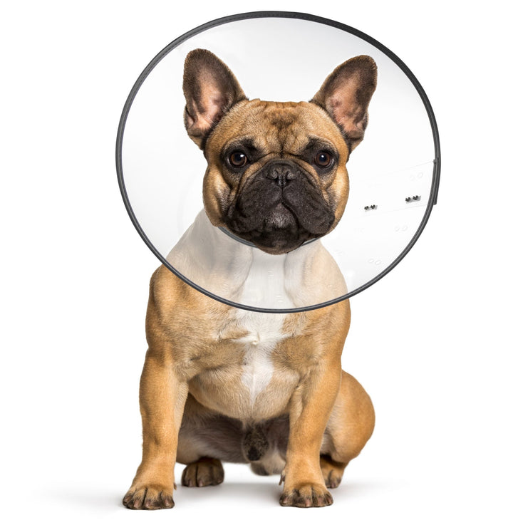 ZenPet Plastic E-Collar Large