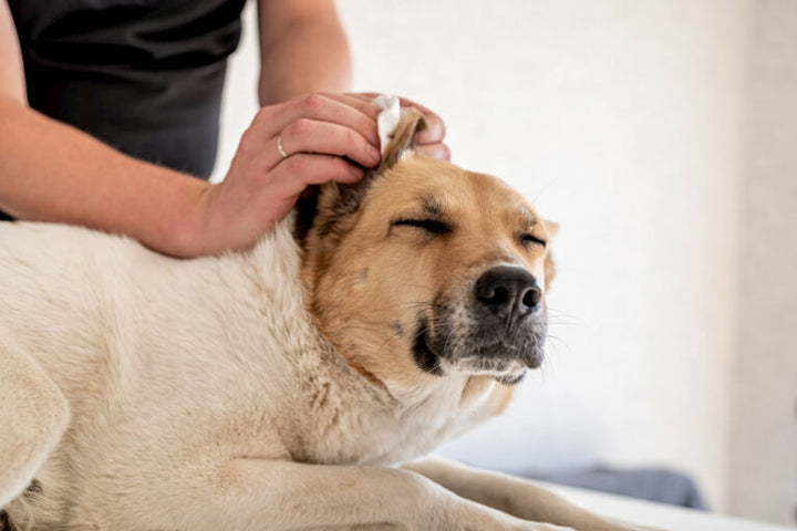 Ears Cleaning Service